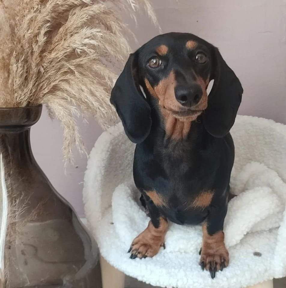 Ozzy (Sans Affixe)