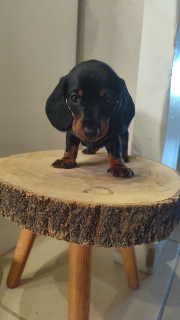 Poppy-Mini-Land - Chiots disponibles - Teckel poil ras