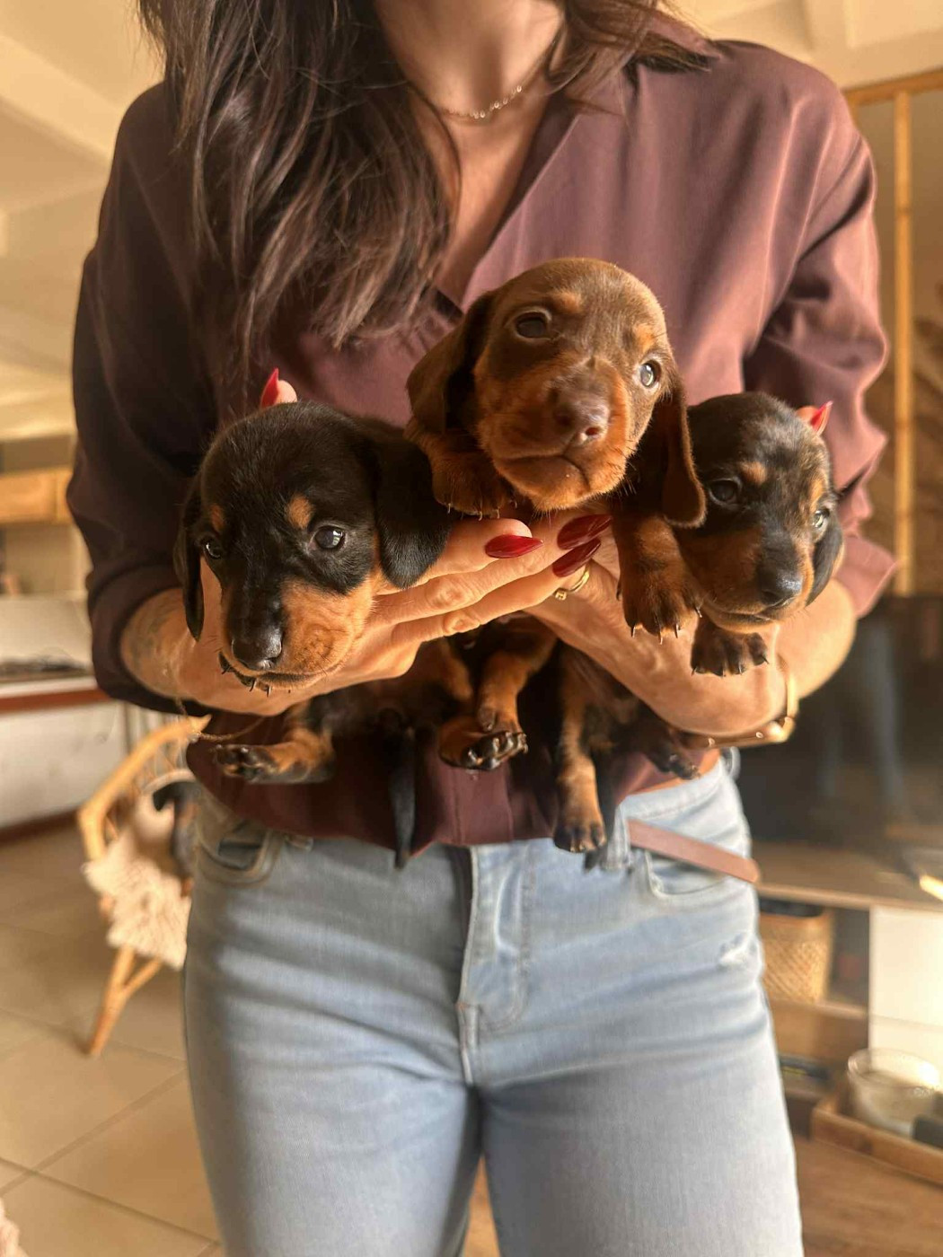 Poppy-Mini-Land - Teckel poil ras - Portée née le 26/09/2025