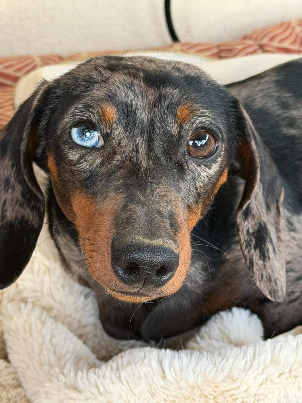 Poppy-Mini-Land - Chiots disponibles - Teckel poil ras