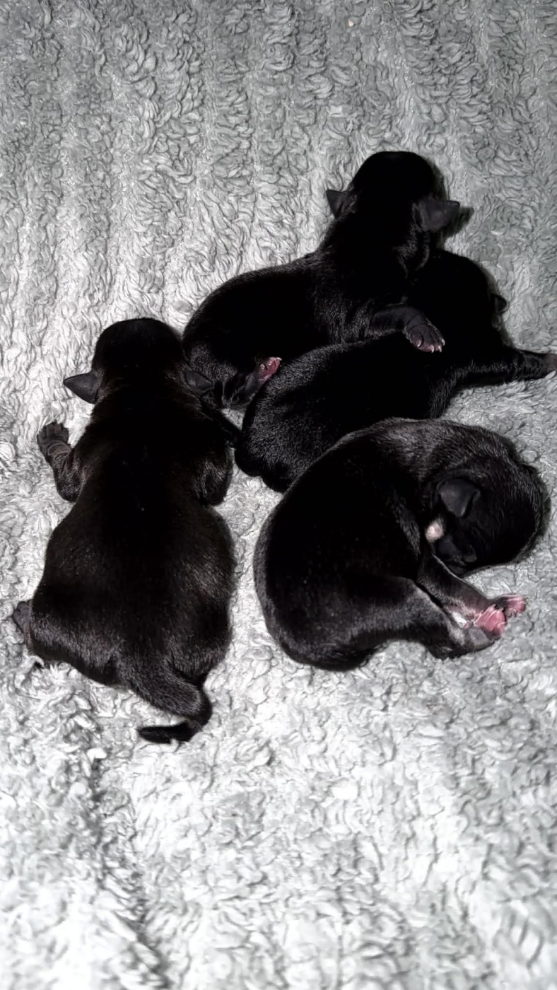 Chiot Chihuahua Poppy-Mini-Land