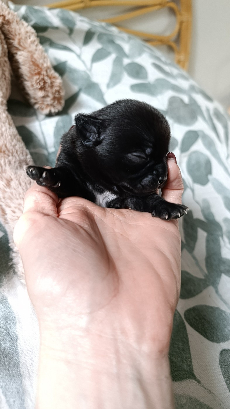 Poppy-Mini-Land - Chiots disponibles - Chihuahua