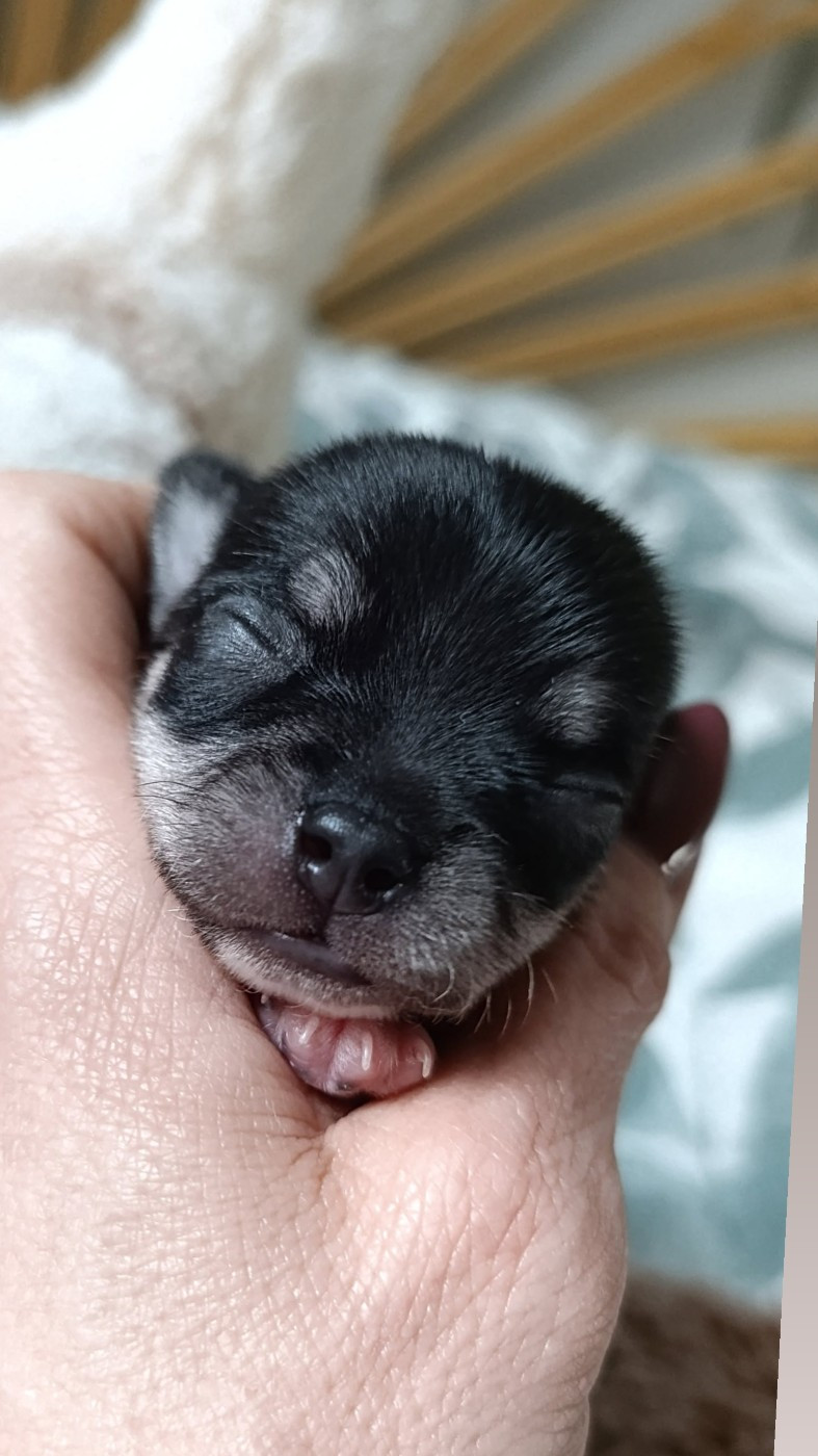 Poppy-Mini-Land - Chiots disponibles - Chihuahua