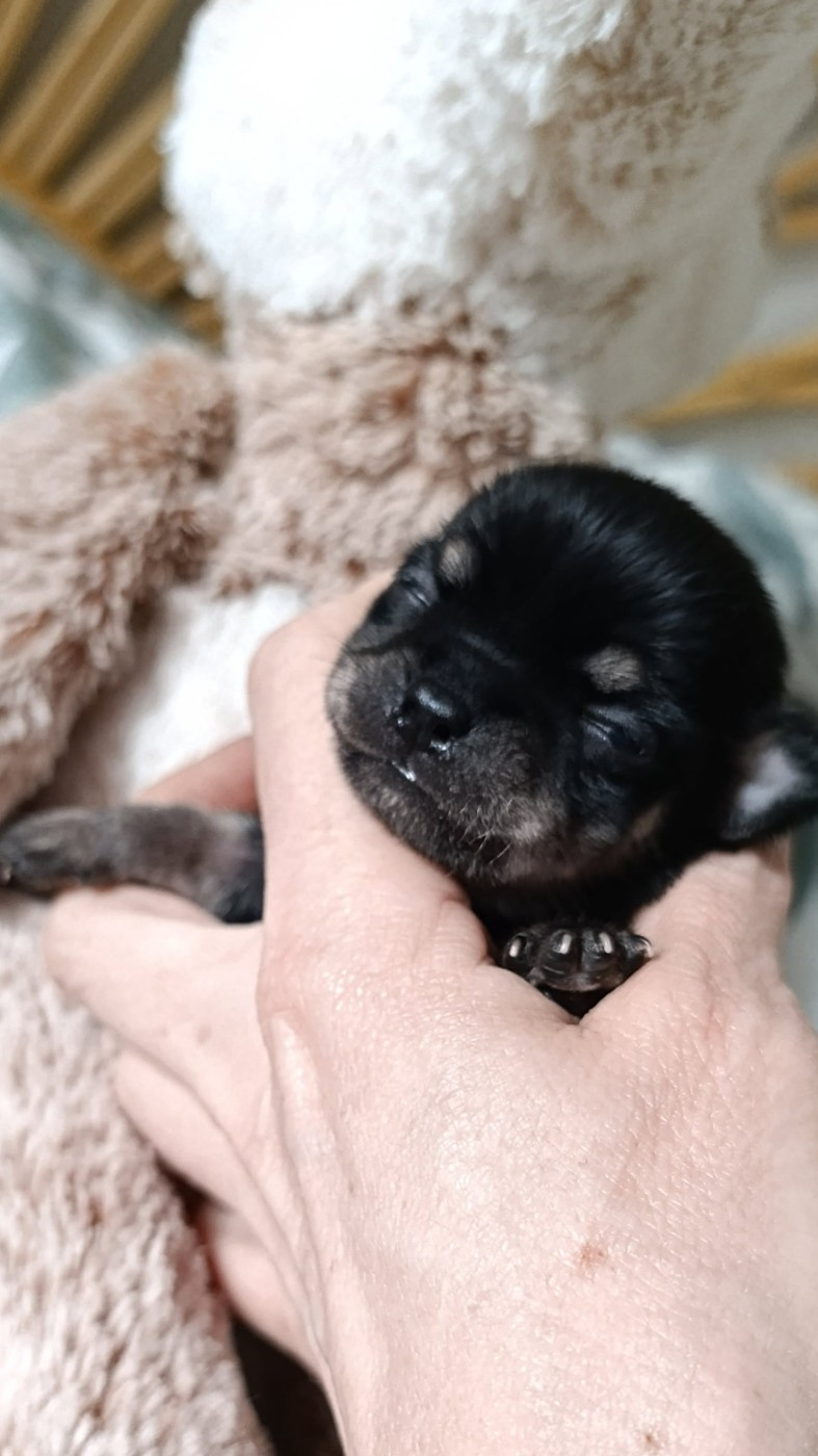 Poppy-Mini-Land - Chiots disponibles - Chihuahua