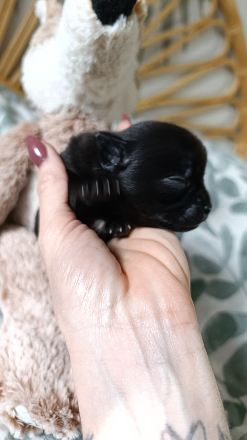 Poppy-Mini-Land - Chiots disponibles - Chihuahua