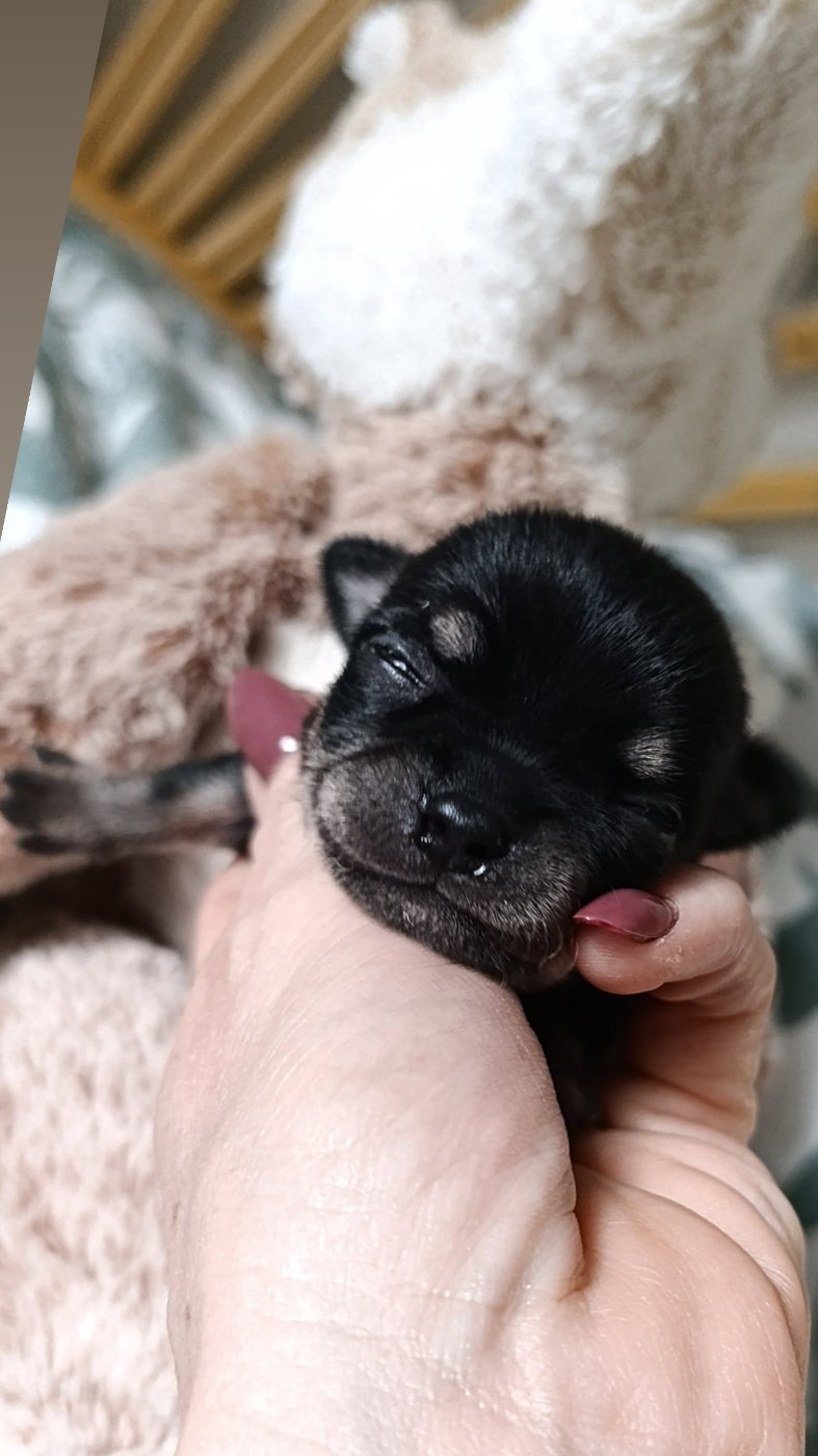 Poppy-Mini-Land - Chihuahua - Portée née le 21/02/2026