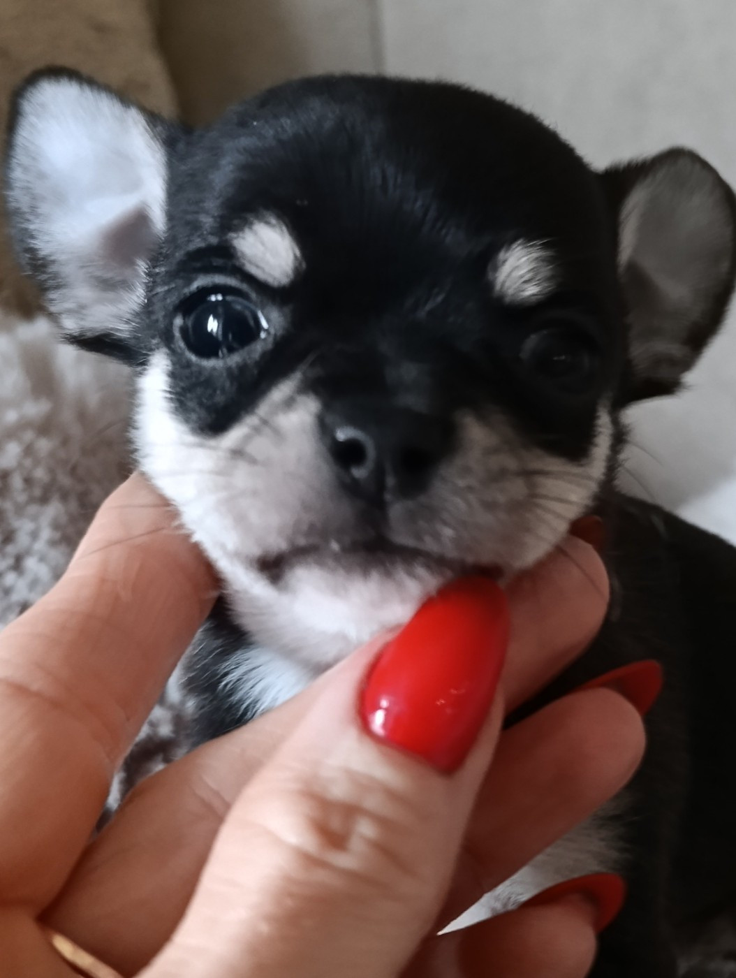 Poppy-Mini-Land - Chiots disponibles - Chihuahua