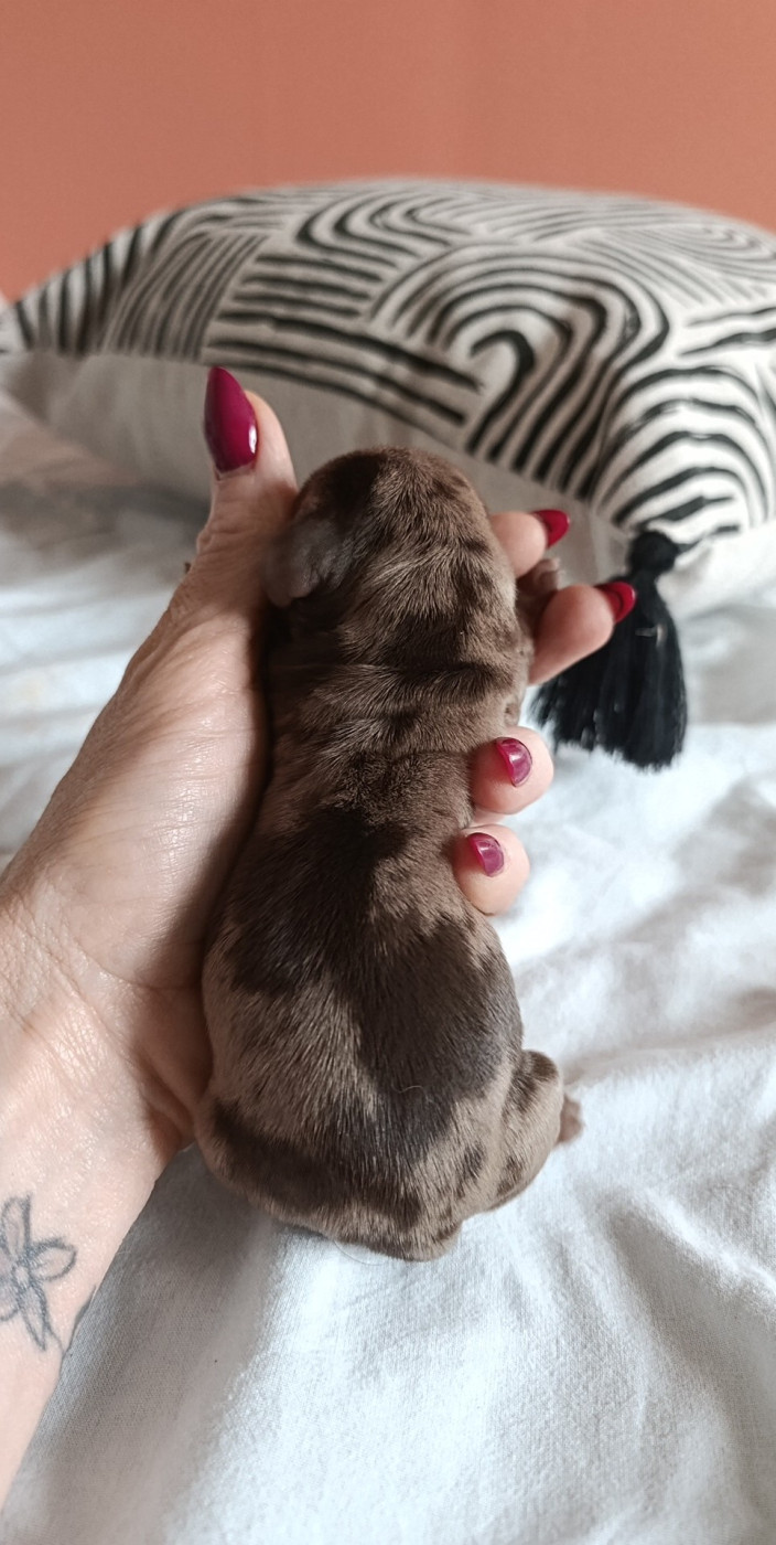Poppy-Mini-Land - Chiots disponibles - Teckel poil ras