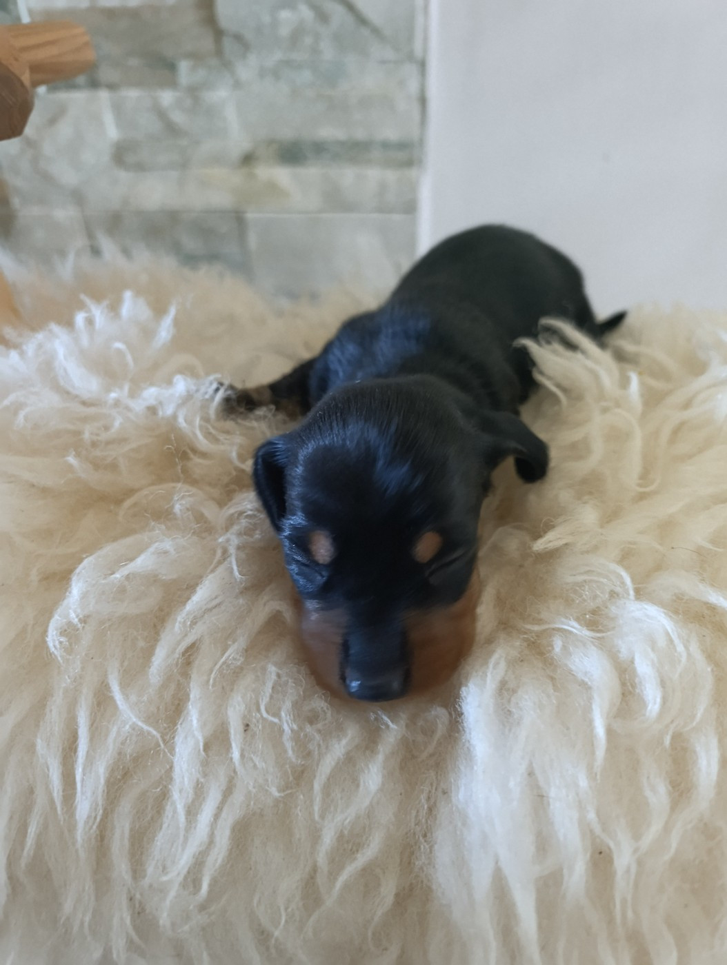 Poppy-Mini-Land - Chiots disponibles - Teckel poil ras