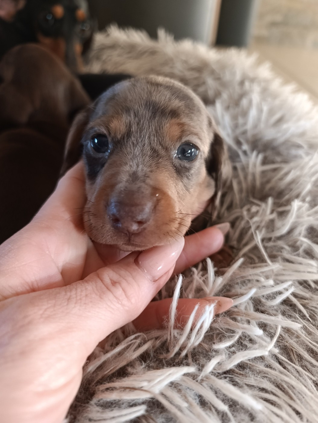 Poppy-Mini-Land - Chiots disponibles - Teckel poil ras