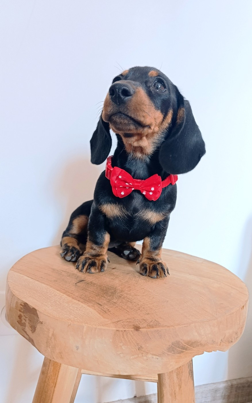 Poppy-Mini-Land - Chiots disponibles - Teckel poil ras