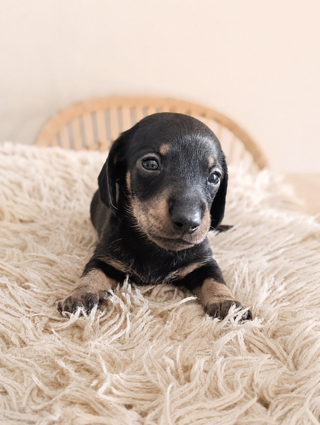 Poppy-Mini-Land - Chiots disponibles - Teckel poil ras