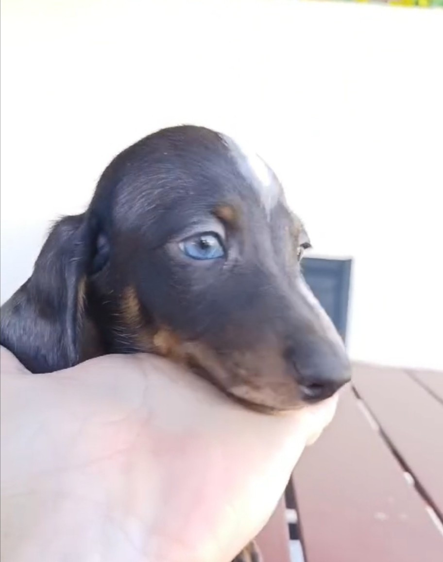 Poppy-Mini-Land - Chiots disponibles - Teckel poil ras
