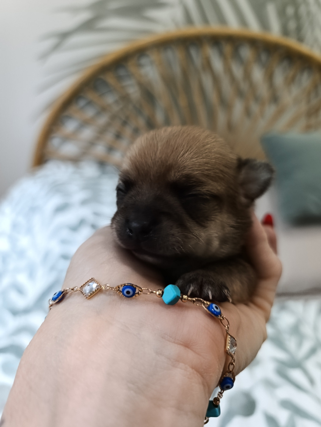 Chiot Chihuahua Poppy-Mini-Land