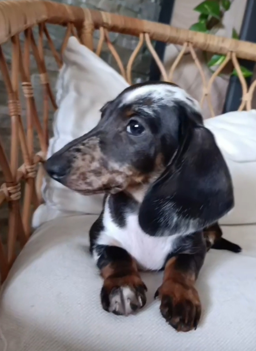 Poppy-Mini-Land - Chiots disponibles - Teckel poil ras