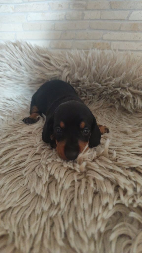 Poppy-Mini-Land - Chiots disponibles - Teckel poil ras