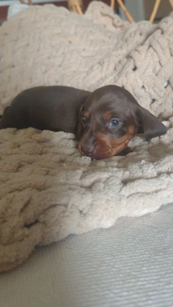 Poppy-Mini-Land - Chiots disponibles - Teckel poil ras