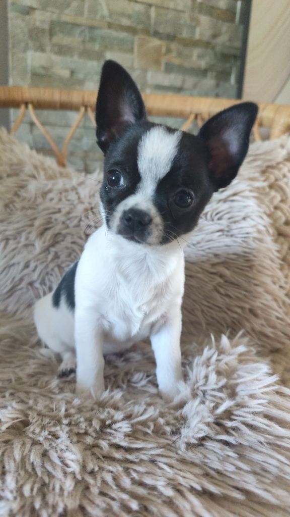 Poppy-Mini-Land - Chiots disponibles - Chihuahua
