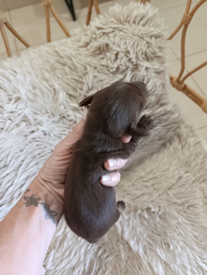 Bella