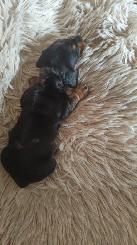 Poppy-Mini-Land - Chiots disponibles - Teckel poil ras